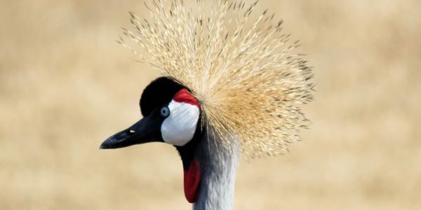 „Vogel des Glücks“ der Kranich